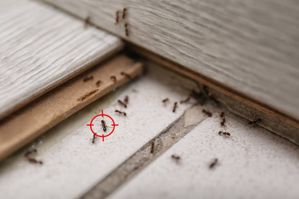 Best Wasp Removal Services  in Sherwood, AR