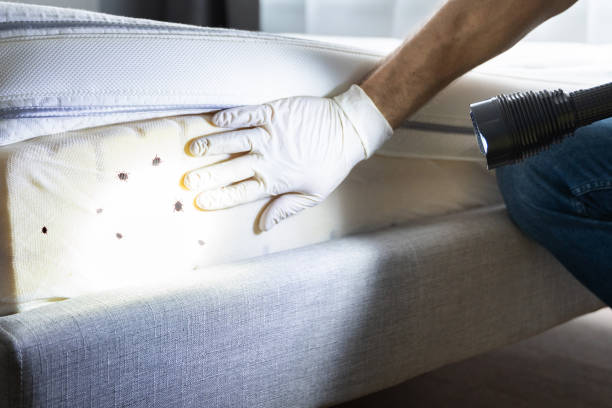 Best Local Pest Control Services  in Sherwood, AR
