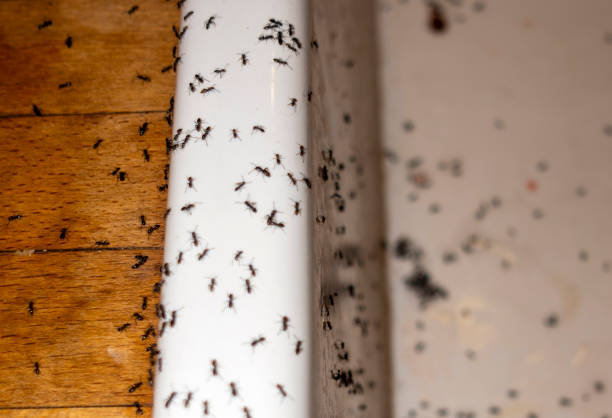 Best Affordable Pest Control Services  in Sherwood, AR