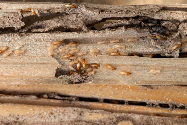 Best Commercial Pest Control Services  in Sherwood, AR